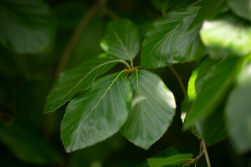 Juicy green leaves of a tree on a sunny summer day