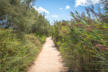 Fototapeta na wymiar Vue d'un sentier au milieu de végétation en Camargue, réserve naturelle protégée du sud de la France.