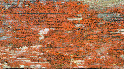 Texture of an old cracked tree, mold and fungus on the surface