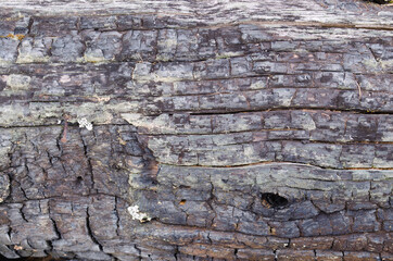 Texture of old charred tree, dilapidated surface