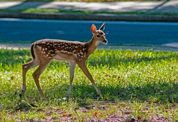 A baby fawn strolls through short grass.