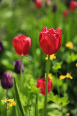 Beautiful red tulips in the flowerbed, close-up.