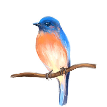 Bird Bluebird on branch. Isolated on white background