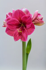 Fototapeta na wymiar Hippeastrum Amaryllis pink flower blooming close up 