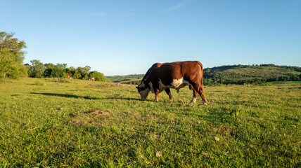 Hereford bull grazing in the green field.
Hereford is a breed suitable for beef cattle. Genetic...