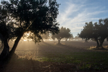 Contraluz de rayos de sol al amanecer en olivar mediterraneo con niebla