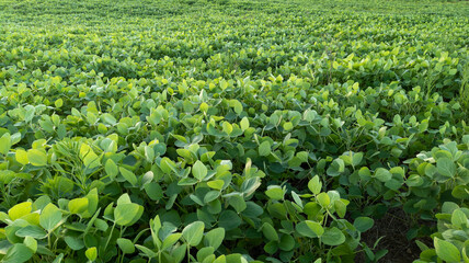 Fototapeta na wymiar Soy plantation in southern Brazil. Green soy plant growing, agriculture generating money for the local economy.