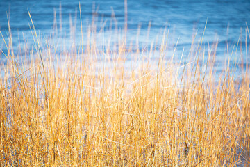 Nature backdrop image of tall golden grass with blue ocean behind it