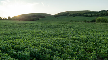 Fototapeta na wymiar Green soybean crop, in development. At the bottom of the photo a beautiful hill and the sun setting.