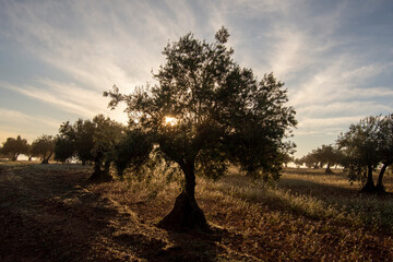Contraluz de rayos de sol al amanecer en olivar mediterraneo con niebla