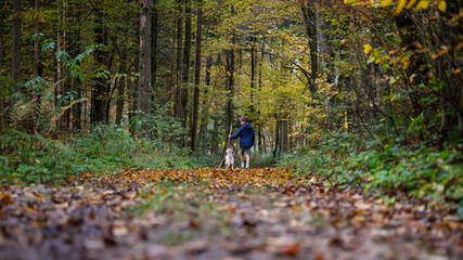 Child walking his dog in autumn forest