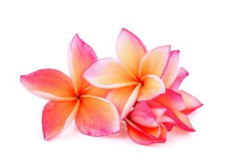 Obraz na płótnie Canvas frangipani flower isolated on white background