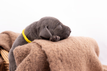 Weimaraner Welpe in einem Weidenkorb