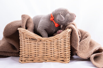 Weimaraner Welpe in einem Weidenkorb