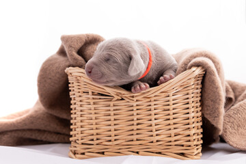 Weimaraner Welpe in einem Weidenkorb
