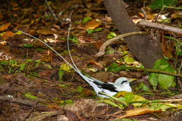 White-tailed Tropicbird (Phaethon lepturus) nesting on the forest floor. Aride nature reserve island, Seychelles