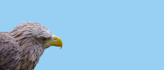 Banner with a head of brown eagle bird with yellow beak at blue sky background with copy space, closeup, details.