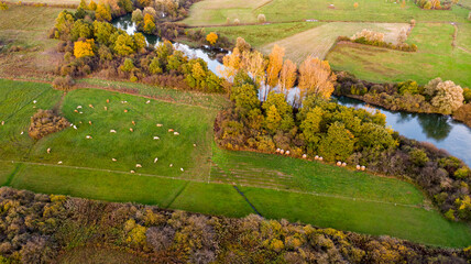Aerial view of cows grazing on a pasture near river.