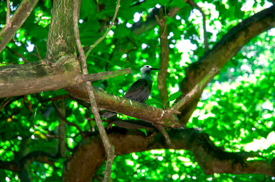 Black Noddy (Anous minutus) resting on a branch tree in Aride Island nature reserve. Seychelles