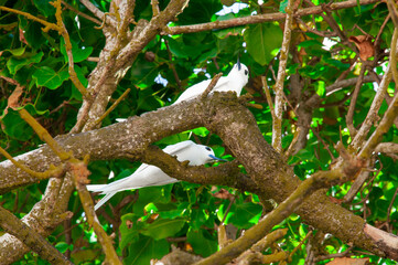 White Tern tropical white birds (Gygis alba) resting over a tree branch.