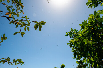 A colony of Great Fregatebirds  (Fregata minor) Flying in the blue clear sky above Aride Island, Seychelles