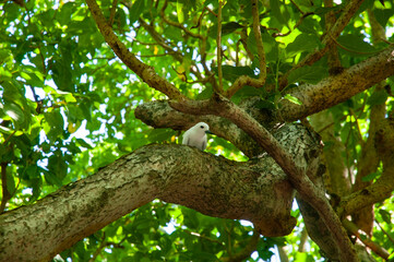 Fototapeta na wymiar White Tern tropical white birds (Gygis alba) resting over a tree branch.