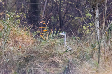 Grey heron sits in grass and lurks for prey