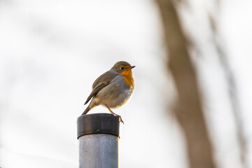 A robin sits on a wooden fence