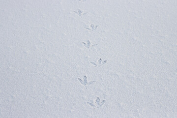 bird footprints on white snow