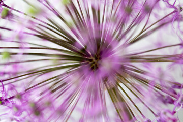 flower bloom allium violet abstract macro - obrazy, fototapety, plakaty