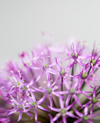 flower bloom allium violet abstract macro