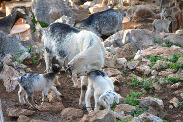 Cabras de raza con sus crias recien nacidas