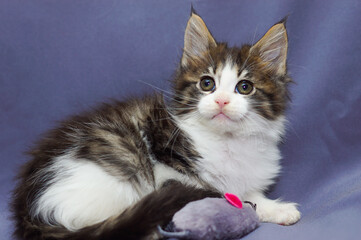 cute little maine coon kitten sitting