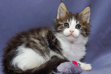 cute little maine coon kitten sitting