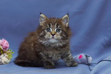 cute little maine coon kitten sitting