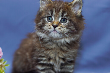 cute little maine coon kitten sitting