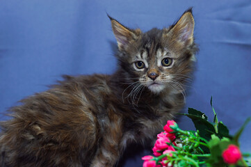 cute little maine coon kitten sitting