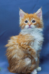 cute little maine coon kitten sitting