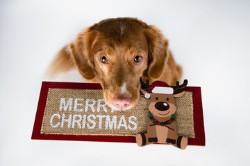 Wesołych Świąt © Jagoda