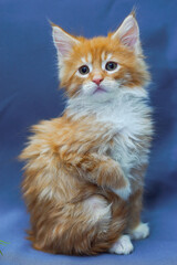 cute little maine coon kitten sitting