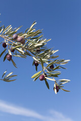 Rama de un olivo con aceitunas sobre un fondo azul.