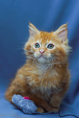 cute little maine coon kitten sitting