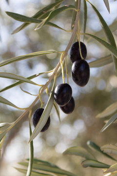 Rama de oliva con algunas aceitunas negras.