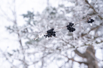 Berries on a common buckthorn bush in winter, covered in rime ice. This is considered a poisonous,...