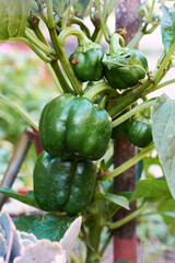 Closeup of plant of green organic sweet bell peppers growing in the garden.