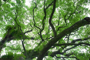 Green trunks and branches
