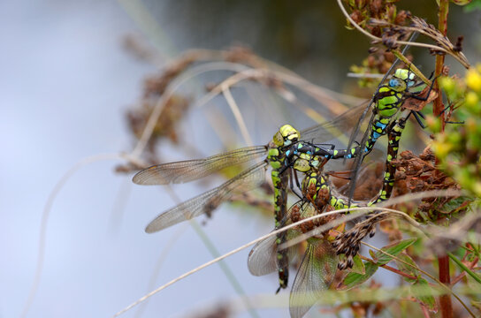 3 libellules s'accouplent, Aeshna cyanea sur une herbe au bord d'une &eacute;tendue d'eau