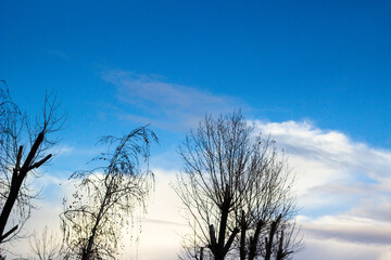Blue sky with cloud and tree. Background of bright sun and a blue sky with clouds. The concept of hot and warming weather