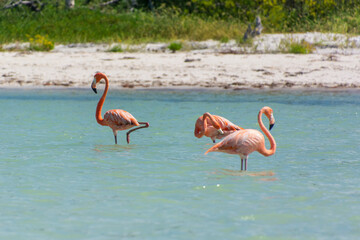 pink flamingos in the water