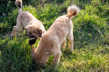 Sivas kangal dogs puppies in the garden. Stock photo.